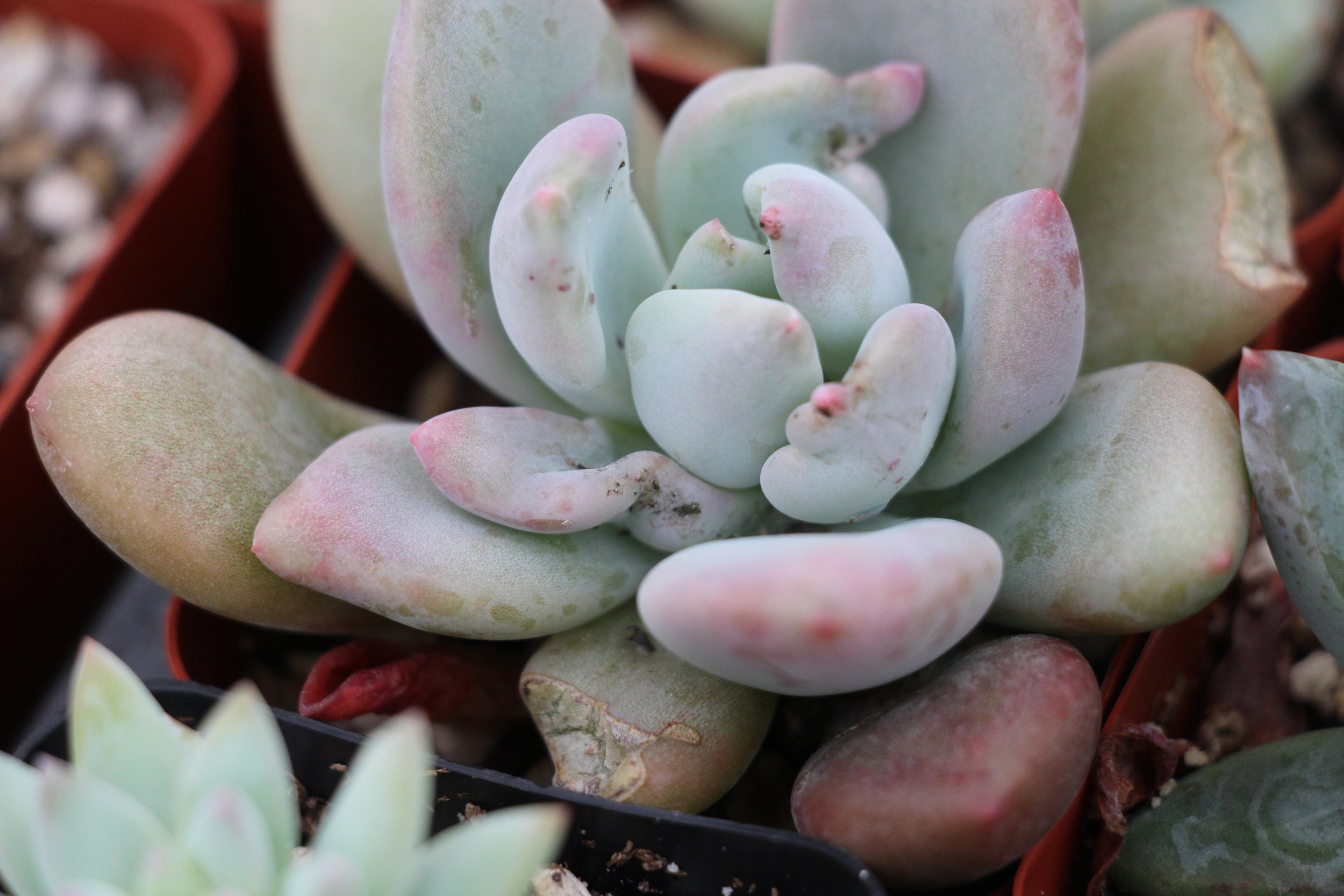 Notice the deformed leaves on this mealy bug infested Graptoveria 'Opalina'